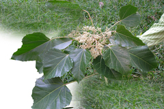 Aleurites moluccanus